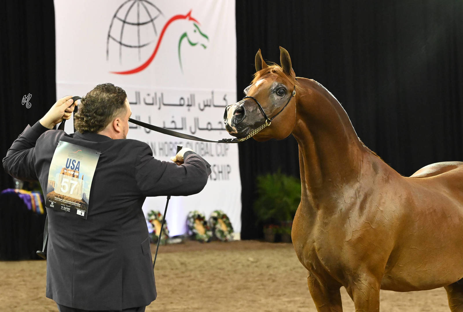 Bronze Champion Senior Stallion: CTJ Kuduro 