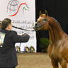 Bronze Champion Senior Stallion: CTJ Kuduro 