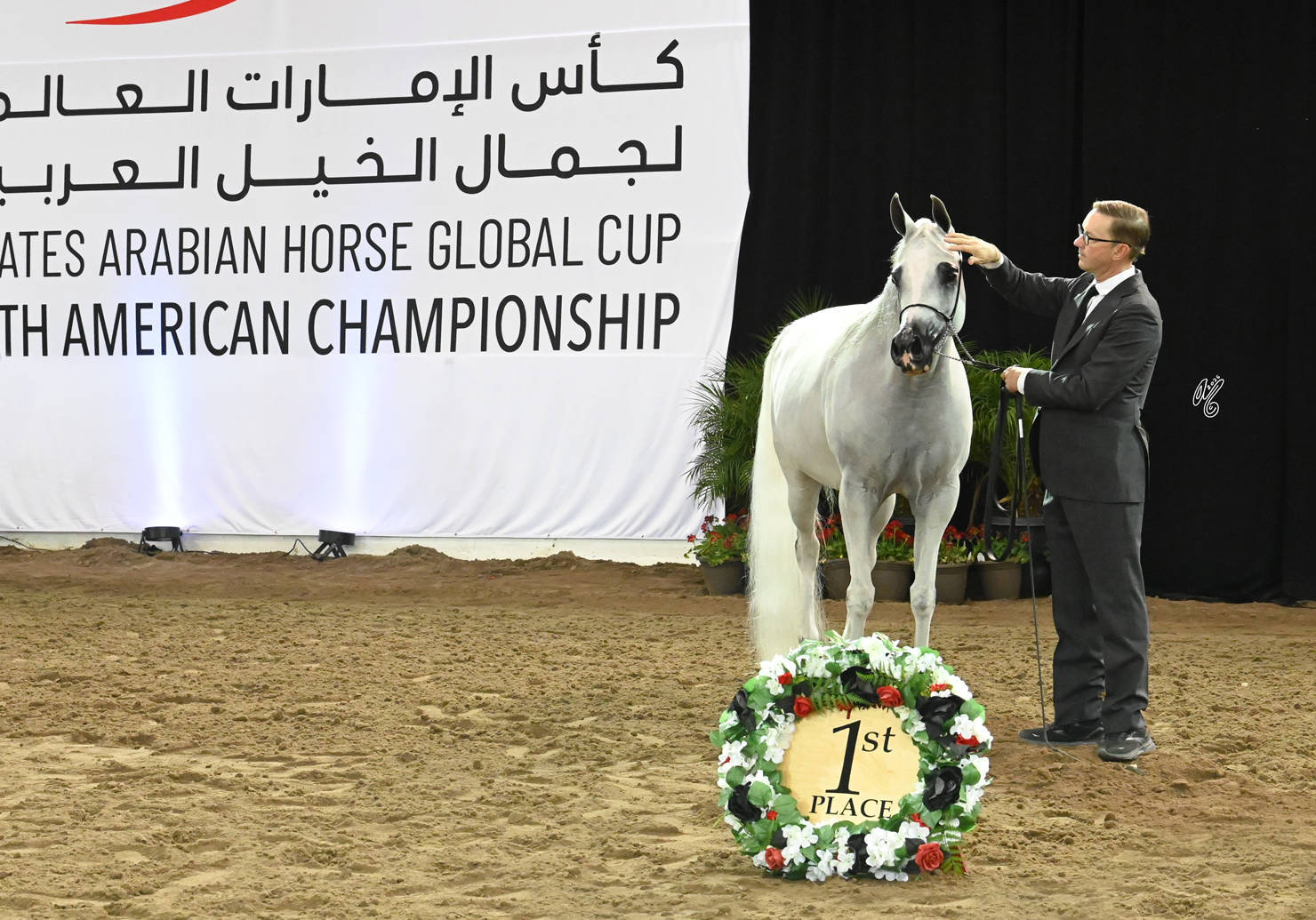 Gold Champion Senior Mares: OFW Luxxury 