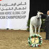 Gold Champion Senior Mares: OFW Luxxury 
