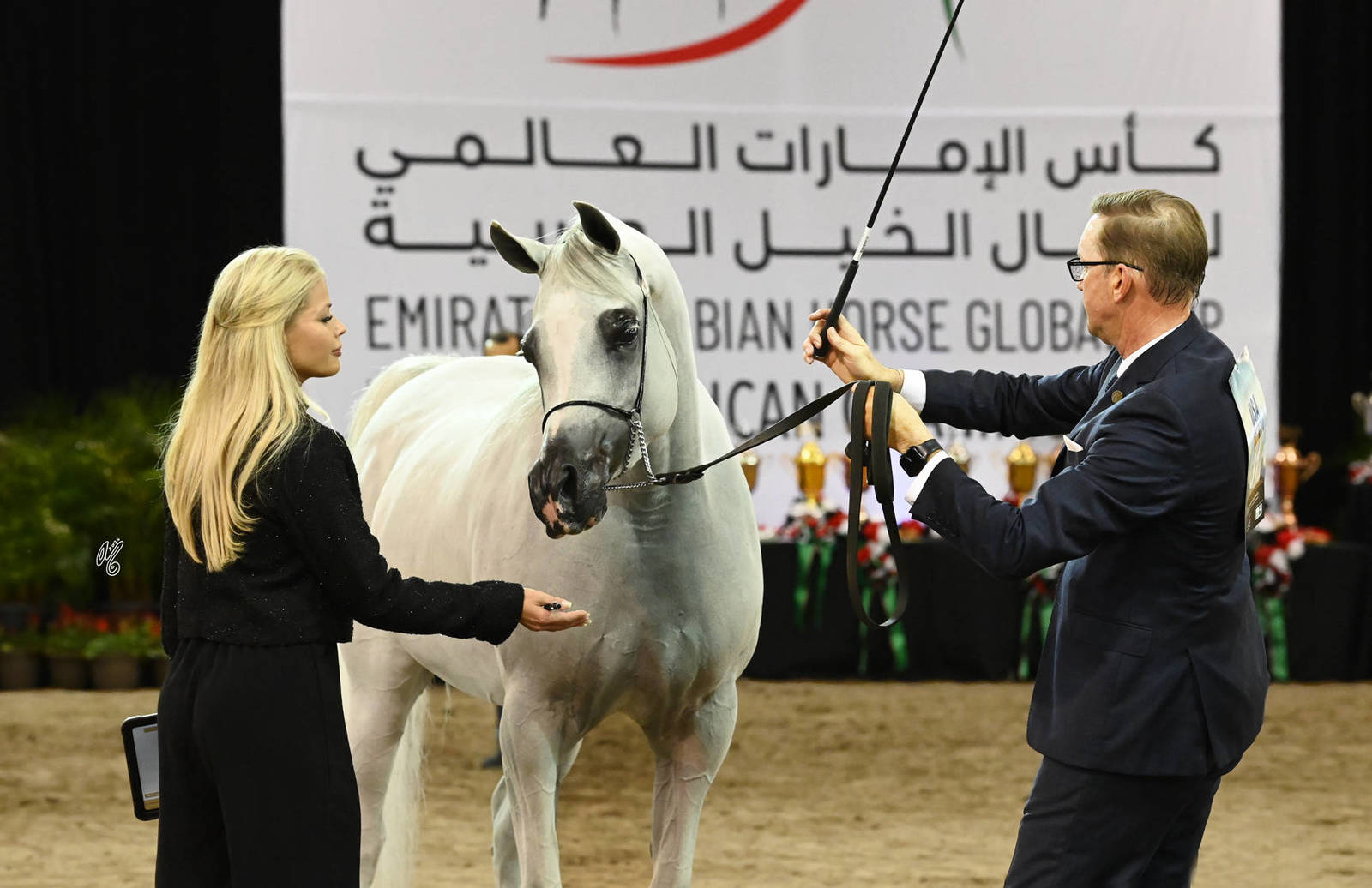 Gold Champion Senior Mares: OFW Luxxury 