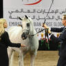 Gold Champion Senior Mares: OFW Luxxury 