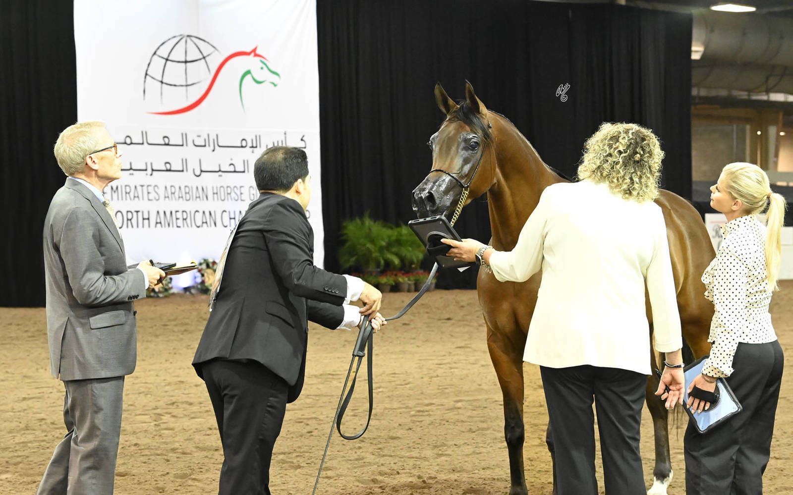 Silver Champion Senior Mare: Posh PA 