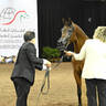 Silver Champion Senior Mare: Posh PA 
