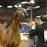 Silver Champion Senior Mare: Posh PA 