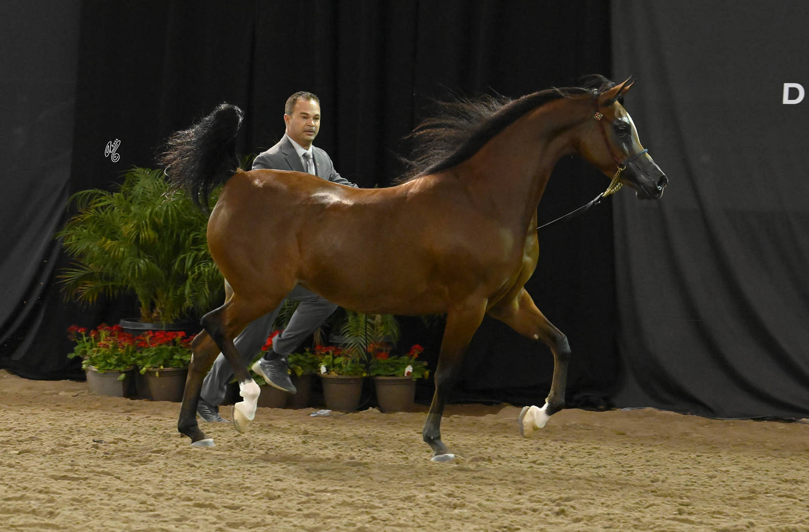Bronze Champion Senior Mare: Esmeralda ENB