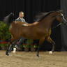 Bronze Champion Senior Mare: Esmeralda ENB