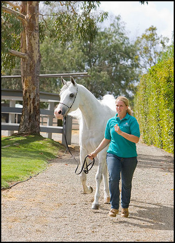 Jade Lotus  - Know at the farm as J.LO because of her attitude! By Ali Saroukh x Imdals Jade by Imperial Imdal