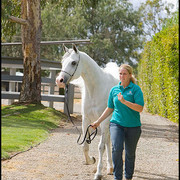 Jade Lotus  - Know at the farm as J.LO because of her attitude! By Ali Saroukh x Imdals Jade by Imperial Imdal