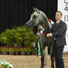 Gold Champion Junior Colt: Aria Balero 