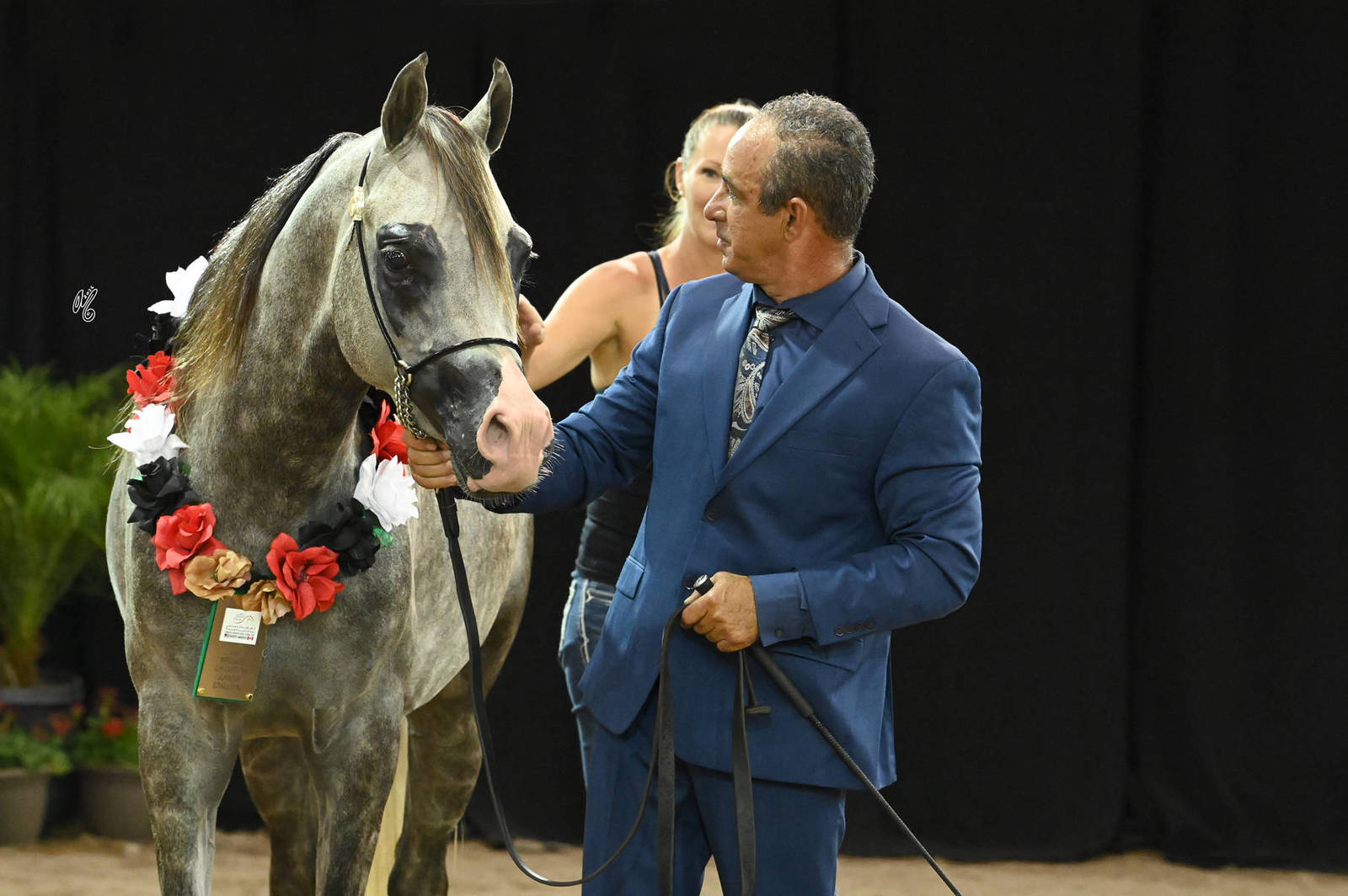 Bronze Champion Junior Colt: BMA Maximus 