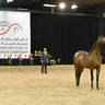 Silver Champion Junior Filly: Rittal ZYZ 