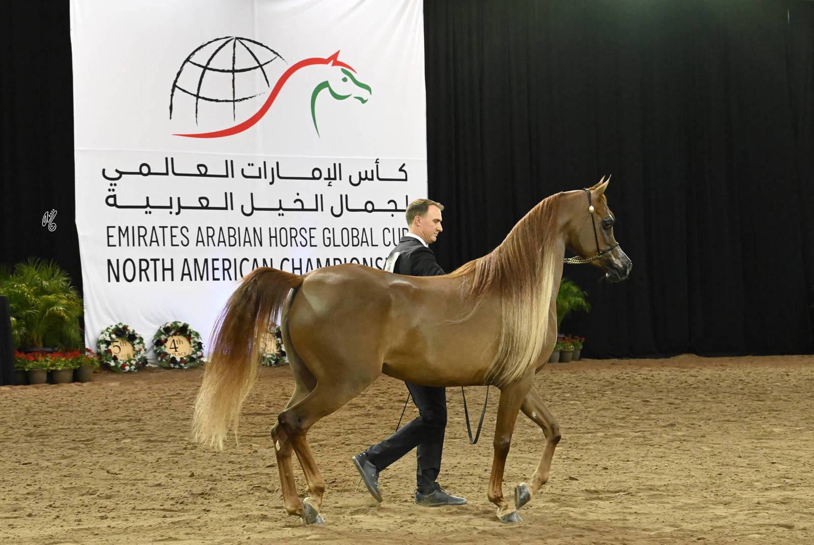 Bronze Champion Junior Filly: Aria Lady Diana 