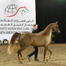 Bronze Champion Junior Filly: Aria Lady Diana 