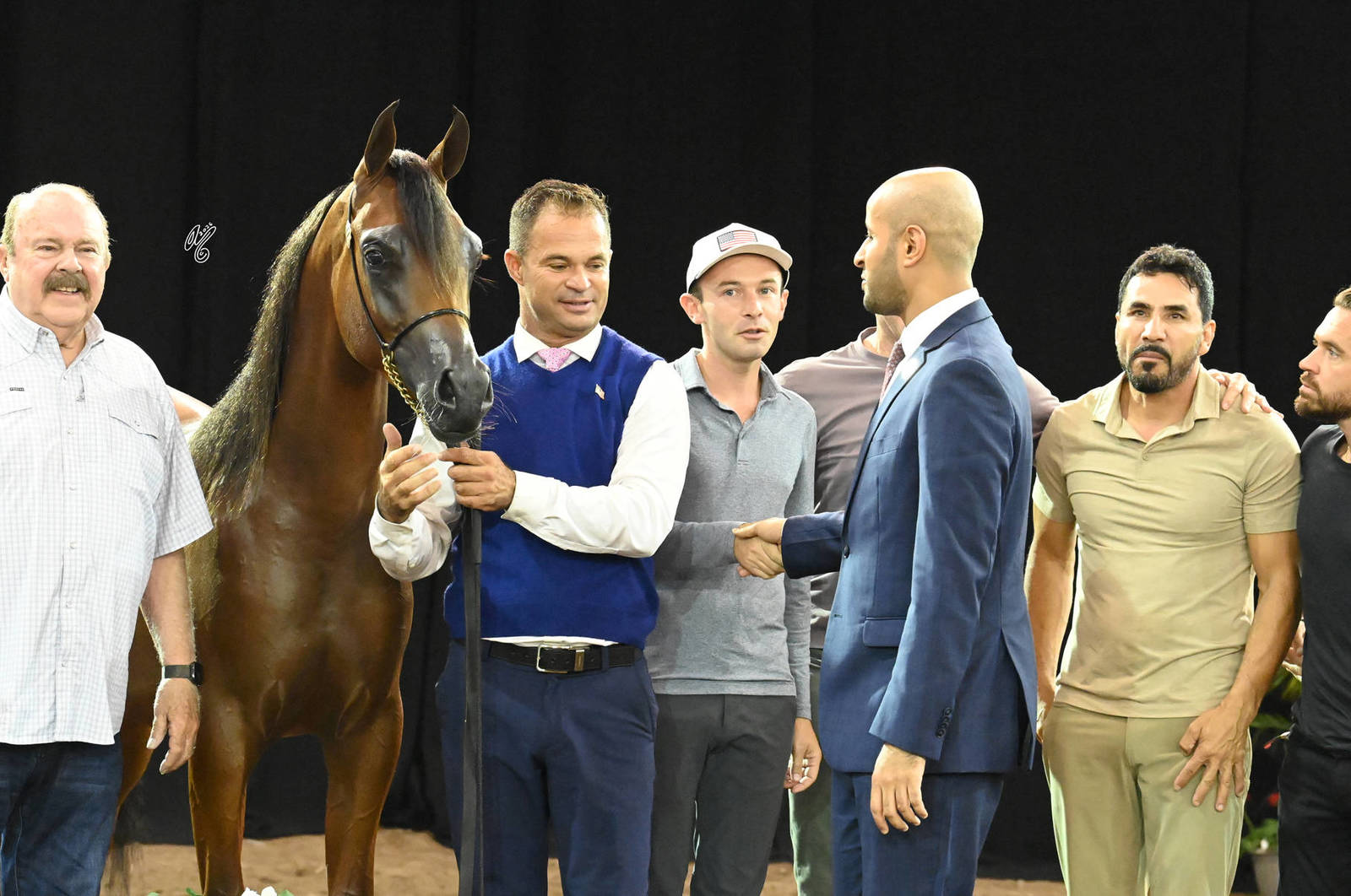 Yearling Colt Gold Champion: El Palaco VO 