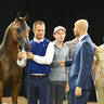 Yearling Colt Gold Champion: El Palaco VO 