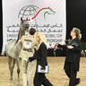 Yearling Colt Silver Champion: Rafa M 