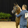 Yearling Filly Gold Champion:  Wingates My Eliza 