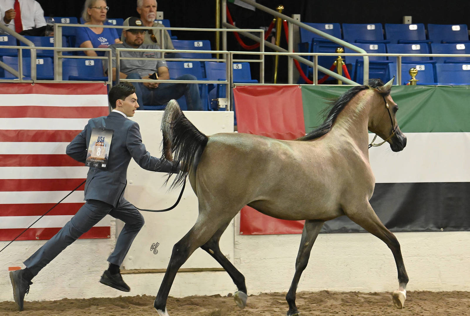 Yearling Filly Bronze Champion:  Elysee 