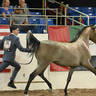 Yearling Filly Bronze Champion:  Elysee 