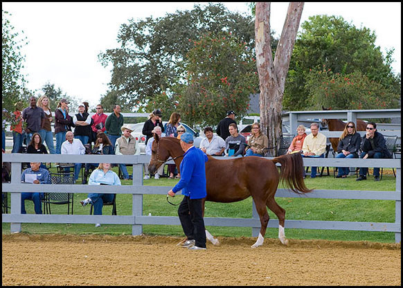 Shaia+  - With Bruce Clark