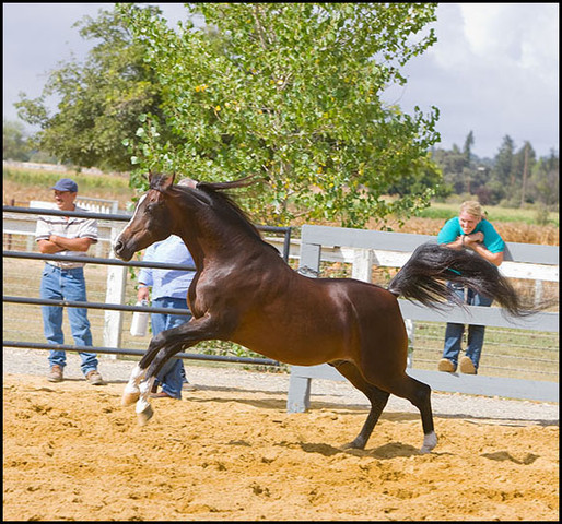 *Simeon Shai+  - Whooohoo!