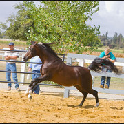 *Simeon Shai+  - Whooohoo!