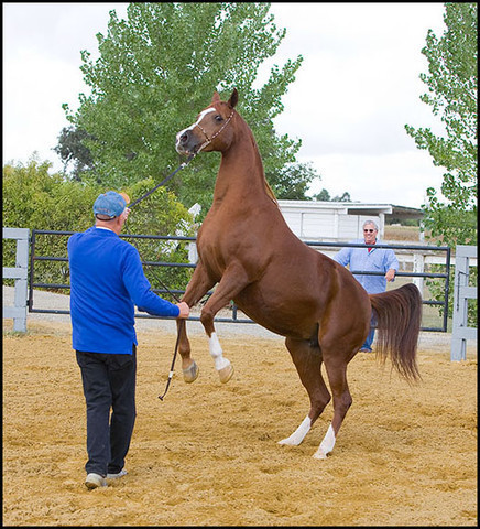 Shaia+  - She remembers the cues!