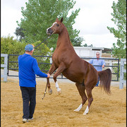 Shaia+  - She remembers the cues!