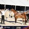 Photo Gallery GCAT Vegas 2026