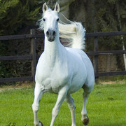 DSC_5964_CROP_ADJ_AH_WEB.jpg - MANSOORAH (SHADDAD X MASEH ) AlKhair & Jedaan Stables , one of the best stud in Syria for racing & beauty