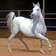 DSC_8038_ADJ_CROP_AH (Large).jpg - Nouf Al Hassaka (Assaf Al khail X Badawet Al Hassaka) Al Zaeem Stud
