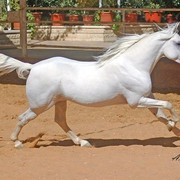 DSC_6455_CROP_ADJ_AH (Large).jpg - Moatasem Al Asayel (Nasek X Bent Akhnatoon)
Al Zaeem Stud one of the best stud in Syria for racing & beauty