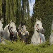DSC_5894_CROP_ADJ_AH (Medium).jpg - Group Beauty At AlKhair & Jedaan Stables 
