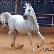 DSC_8249 _ADJ_AH(Medium) (Medium).jpg - Haroun Al BadiaH (Hosam Al Badiah X Walaa Al Badiah)Al Zaeem Stud