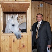 DSC_4257 - adj (Medium).jpg - one of the nice Syrian horse