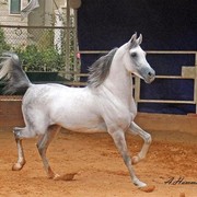 DSC_7070_ADJ_CROP_AH (Large).jpg - Nesr El Sham (Badr Al Zaeem X Al warda Al Shamya)
Al Zaeem Stud