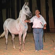 DSC_5163 - adj (Medium).jpg - one of the Auction horses 