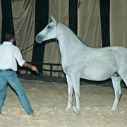 DSC_5153 - adj (Medium).jpg - one of the Auction horses 
