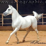 DSC_8202 _ADJ_AH(Medium) (Medium).jpg - Haroun Al BadiaH (Hosam Al Badiah X Walaa Al Badiah)