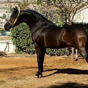DSC_6358_Badr - adj (Medium).jpg - Badr ( Anes X Set El Habayeb)