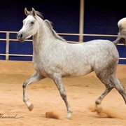 DSC_7601_3afaaf - adj (Medium).jpg - Aafaaf Al Zaeem ( Haroun Al Badiah X Fullet Al Qemmah)