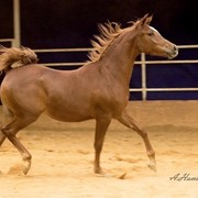 DSC_7718_Ranyaa- adj (Medium).jpg - Ranyah (Haroun Al Badiah X Shameat Al Qemmah)