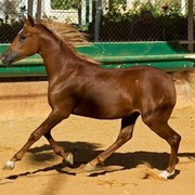 DSC_6046xx_Baidar Al Zaeem_adj (Medium).jpg - Baidar Al Zaeem (Badr Al Zaeem X Fullet Alqemmah)