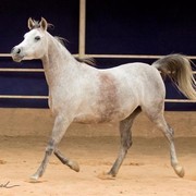 DSC_7982xxxx_Malekat Al Kemmah - adj (Medium).jpg - Malekat Al Kemmah ( Almongared X Hayat)