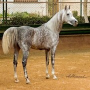 DSC_6991_Salah AlDine JR - adj (Medium).jpg - Salah Al Din JR (Saif Salah Al Din X Hyaat)
Saif Salh Al Din Son of Salah Al Din of Dr Hans Nagel