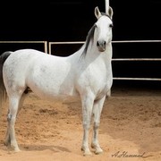 DSC_8178_3adiah- adj (Medium).jpg - Al Adiah ( Hassan X Radiah)