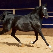DSC_7910_Wardet Al Kemmah- adj (Medium).jpg - Wardet Al Kemmah ( Shamel X Demashkyah)