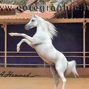 DSC_8226 _ADJ(Medium) (Medium).jpg - Haroun Al BadiaH (Hosam Al Badiah X Walaa Al Badiah)