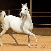DSC_8038_NOUF- adj (Medium).jpg - NOUF Al Hassaka ( Assaf Alkhayl X Badawet Al Hassaka)